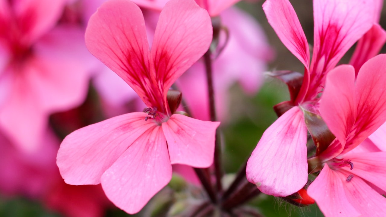 $500 Budget Hybrid Mattress & Other Options